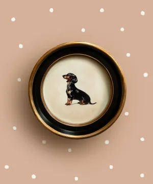 A Seated Dachshund