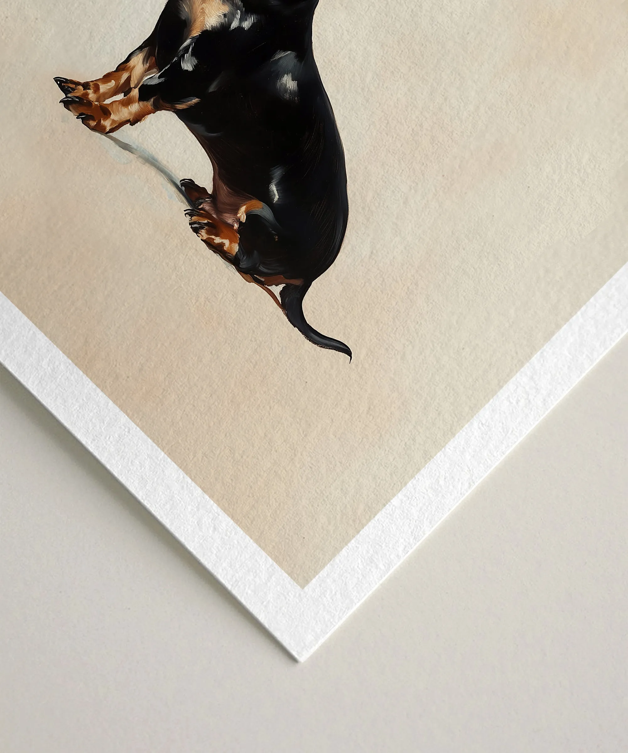 A Seated Dachshund